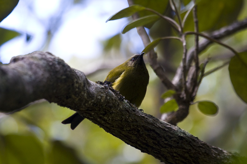 Bellbird On Branch